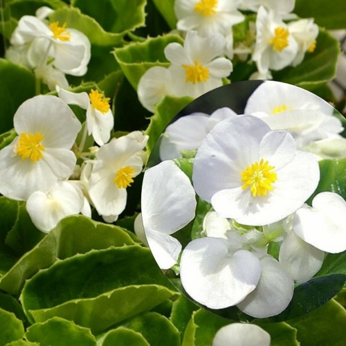 Begonia semperflorens 'Super Olympia® White' - Alatiõitsev begoonia 'Super Olympia® White' P9/0,55L